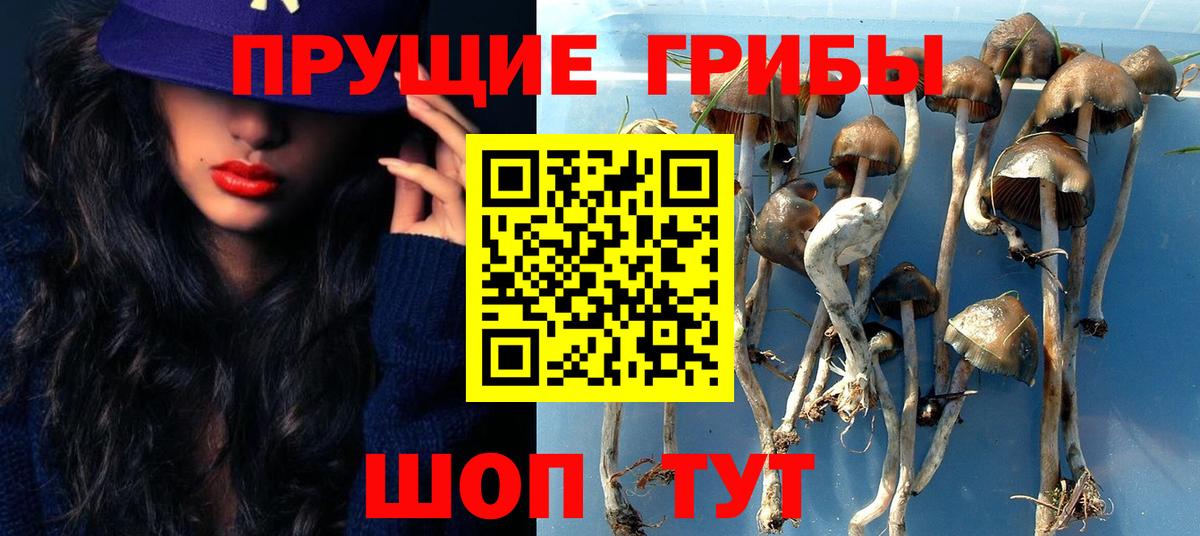 Псилоцибиновые грибы Psilocybe Мурино